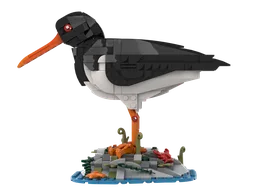 Oystercatcher