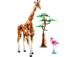 Wild Safari Animals