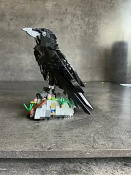 Raven