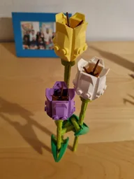 Tulips