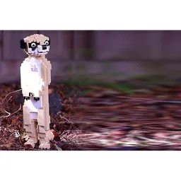 Meerkat