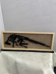 Hadrosaur Fossil