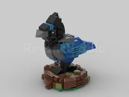 Steller's Jay