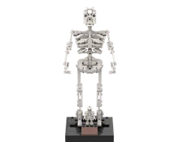 21320 Human Skeleton