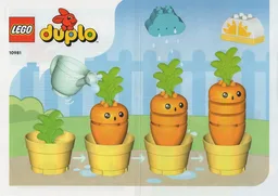 Growing Carrot