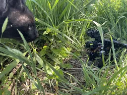 Toothless