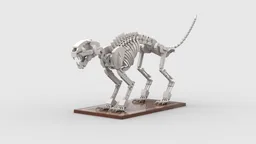Cat Skeleton