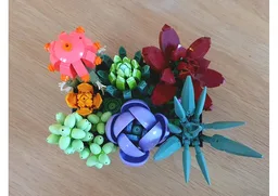 Potted Succulents