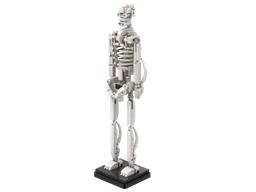 Human skeleton