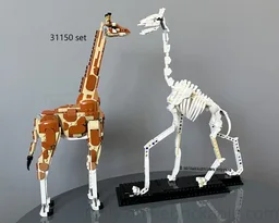 21320 Giraffe skeleton
