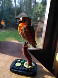 Robin