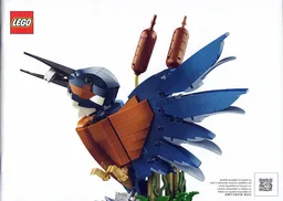 Kingfisher Bird