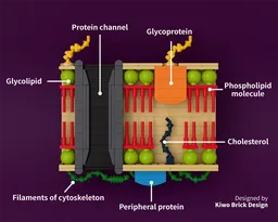 Lipid Bilayer