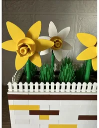 Daffodil Window Box