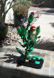 Thistle (Goldfinch display)