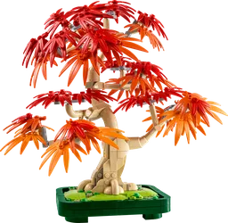 Japanese Red Maple Bonsai Tree