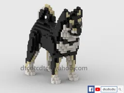 Dog Shiba inu Puppy M