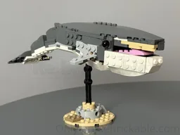 31381 Fin whale