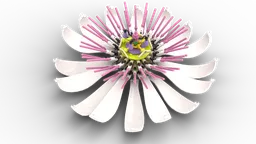 Passion Flower Passiflora