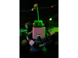 Rocking and Rolling Plants