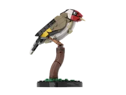 European Goldfinch