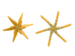 Star Topper Decorated