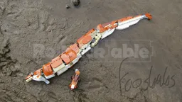 31150 Basilosaurus cetoides