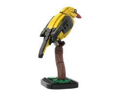 Golden oriole