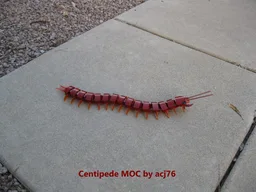 Centipede