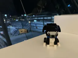 Dog black/white