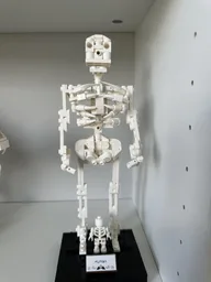 21320 Human Skeleton