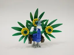 Peacock