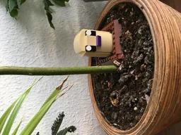 Diglett