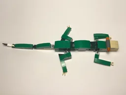 31058 lizard