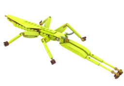 Children's Stick Insect (Tropidoderus childrenii) The Insect Collection