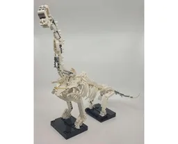 Brachiosaurus Display Skeleton