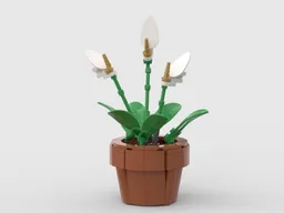Peace Lily