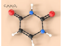Nucleotides (DNA)