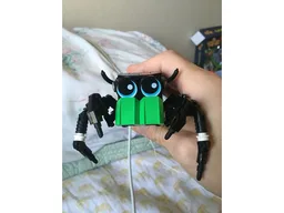 Cute Jumping Spider