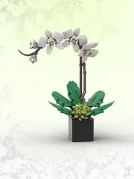 White Orchid (BT001)