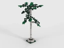 Birch Tree