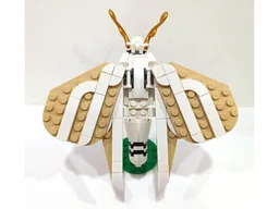 Insect Collection