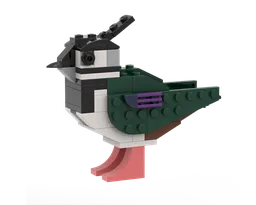 Simple Lapwing