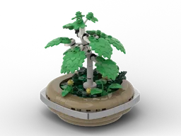 Bonsai - Silver Birch