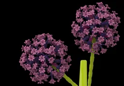 Ornamental Onion (Allium giganteum)