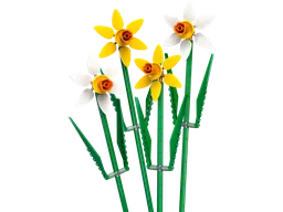 Daffodils