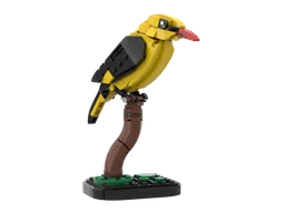 Golden oriole