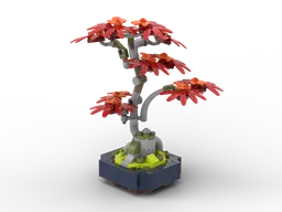 Red Maple Mini Bonsai