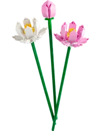 Lotus Flowers