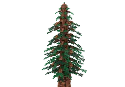 Redwood Tree (Sequoia sp.)